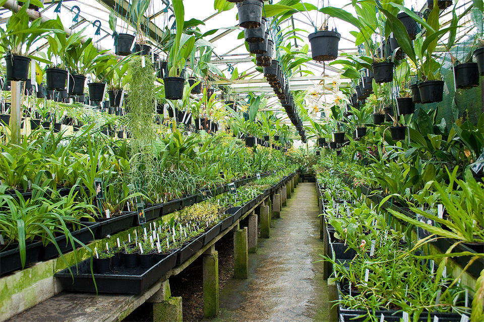 Plant Nursery Supplier Malaysia Garden Landscape Contractor