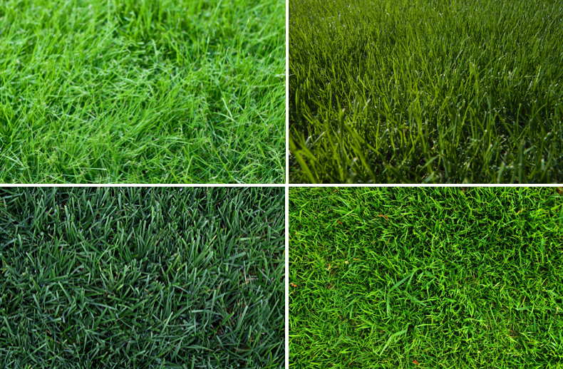 Turfing Types Malaysia