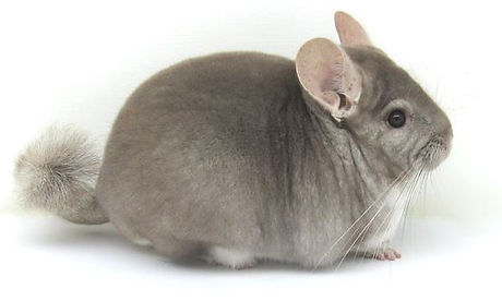Chinchilla, chinchillas, chinchilla mascota