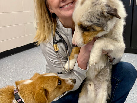 Preventive Care: The Best Gift We Can Give Our Dogs and Cats