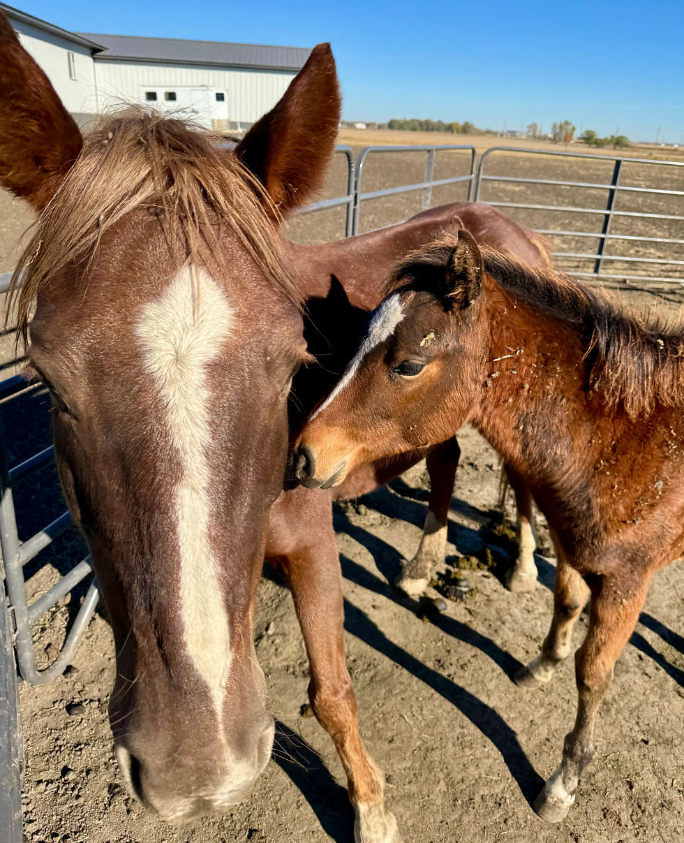 20251023_155528611_iOS