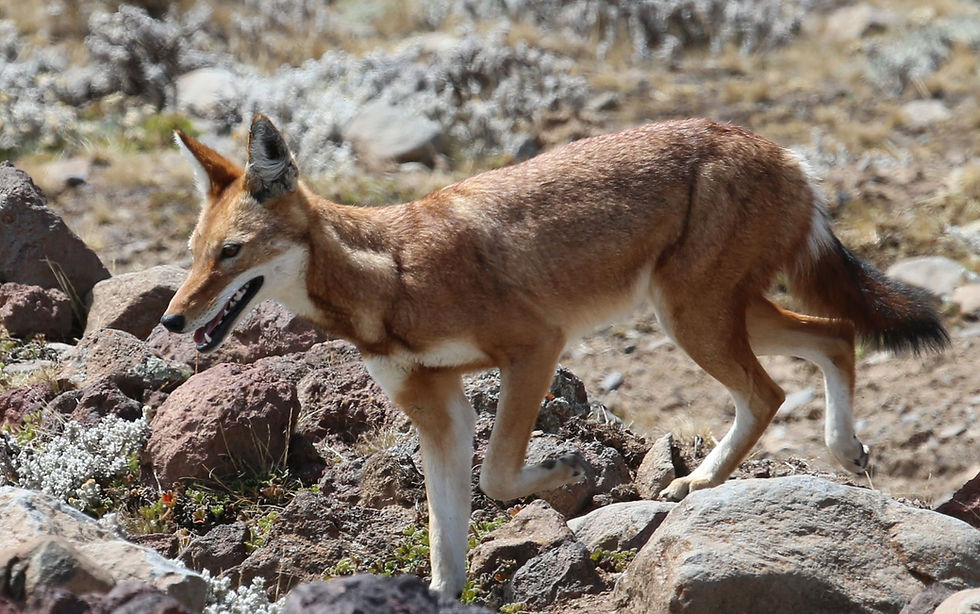 Egyptian Wolf