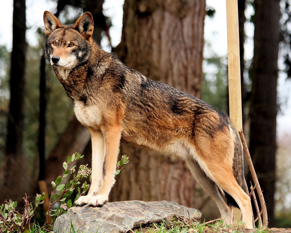 The Red Wolf