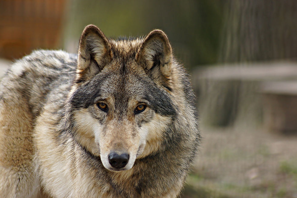 Eastern Wolf