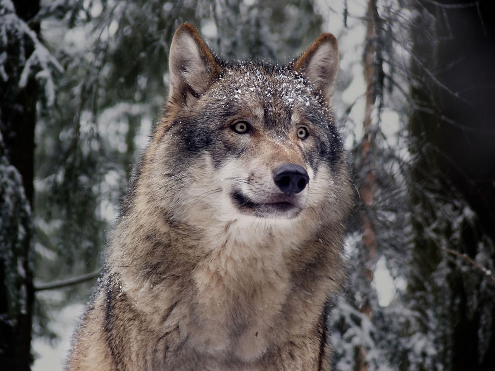 Eurasian Wolf
