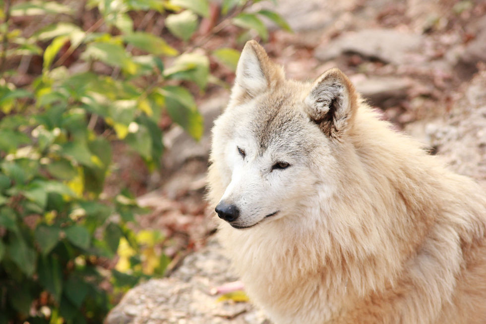 Tibetan Wolf