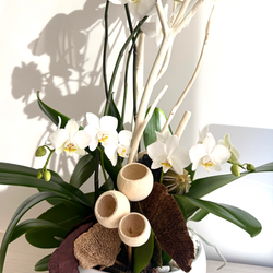 white Phalaenopsis orchids