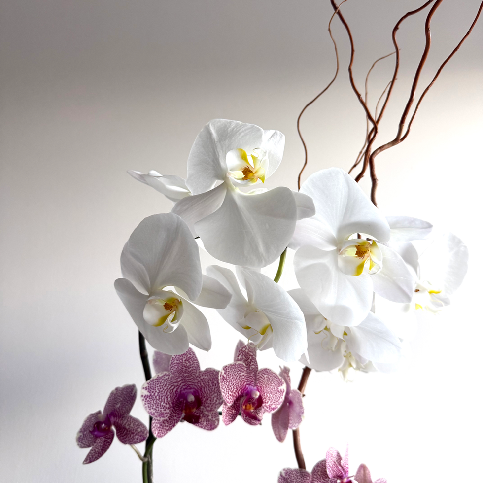 Orchid