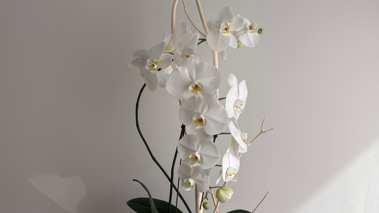 Luxury white Mother’s Day floral arrangement Miami with roses and orchids