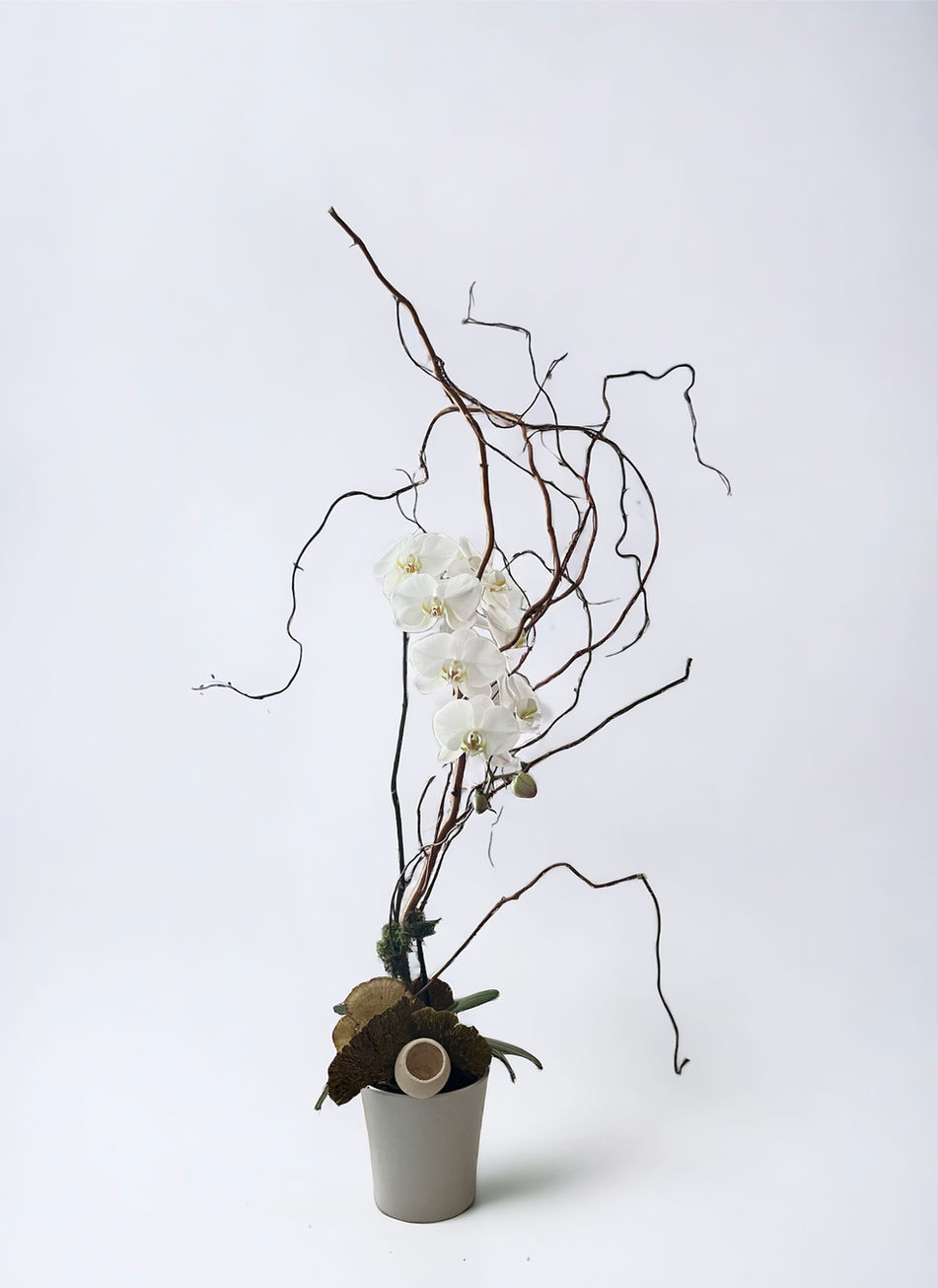 White Orchid Plant