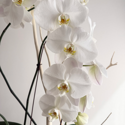 White Phalaenopsis Orchid
