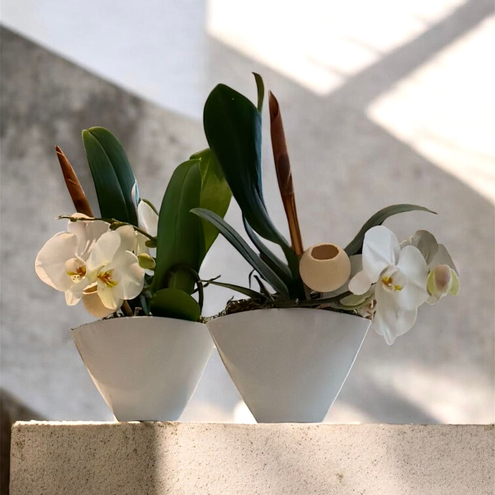 Exotic Phalaenopsis Orchid