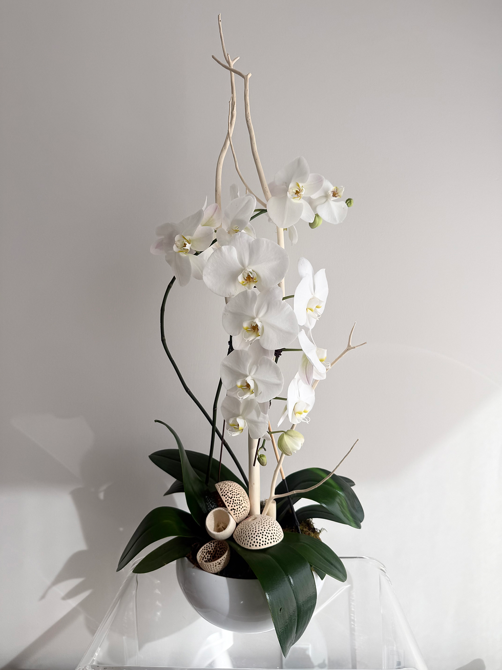 White Phalaenopsis Orchid