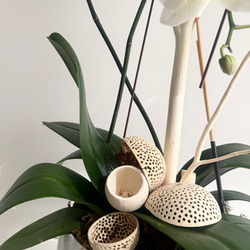 White Phalaenopsis Orchid