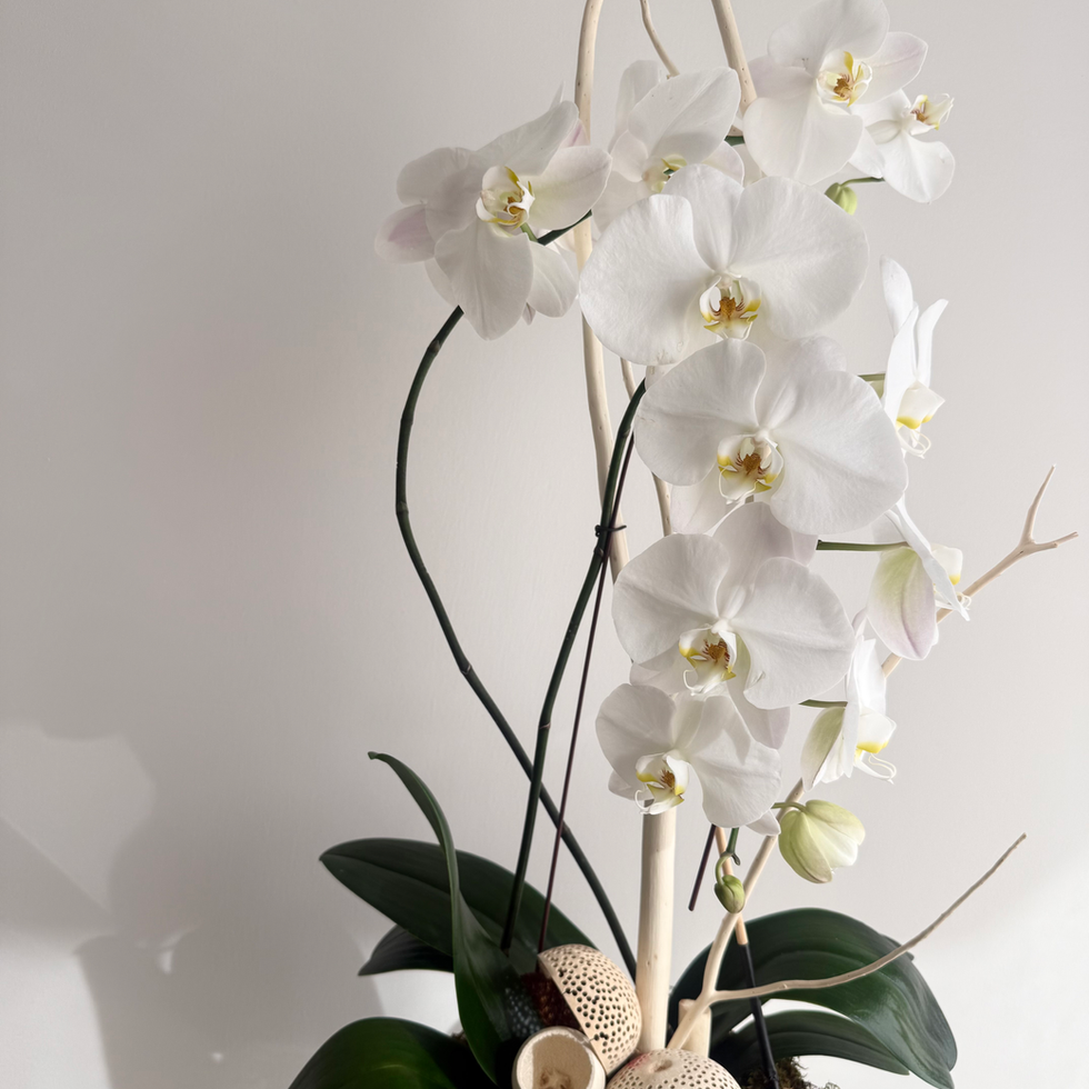 White Phalaenopsis Orchid