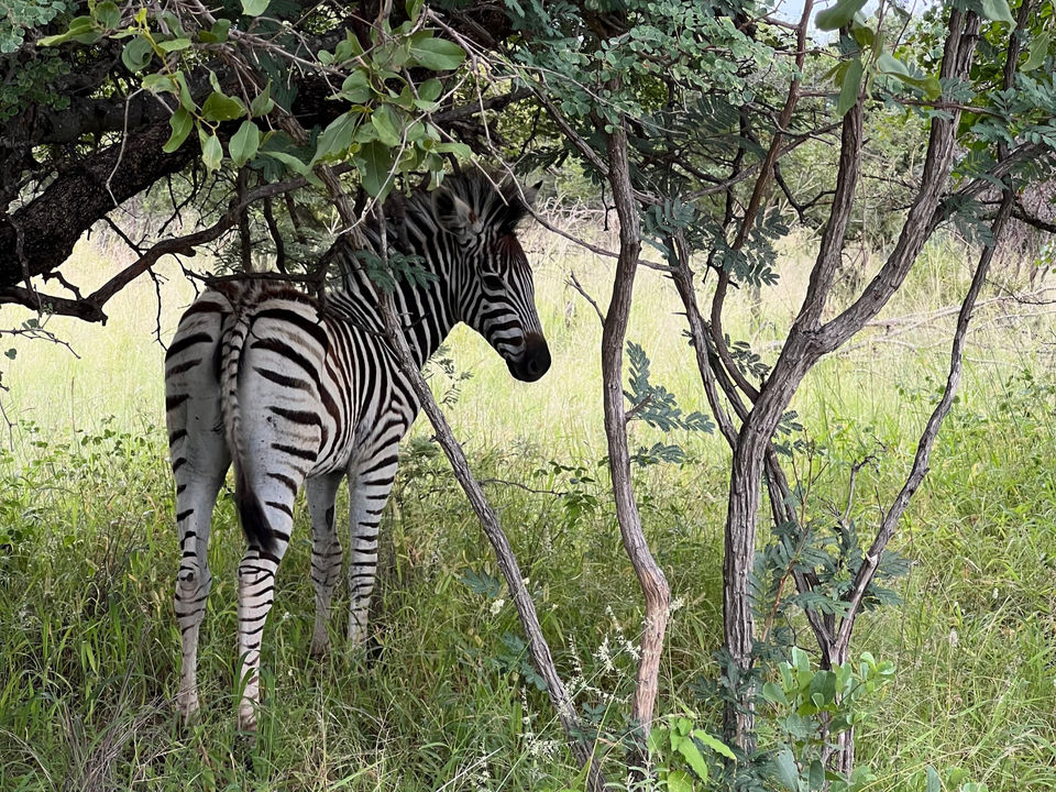 Zebra under a tree taken in Greater Kruger at Little Leadwood.