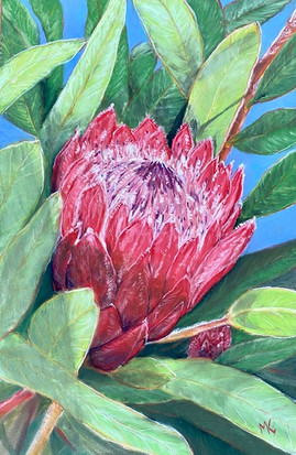 Marie Kennedy Protea 'Pink Ice'.jpeg