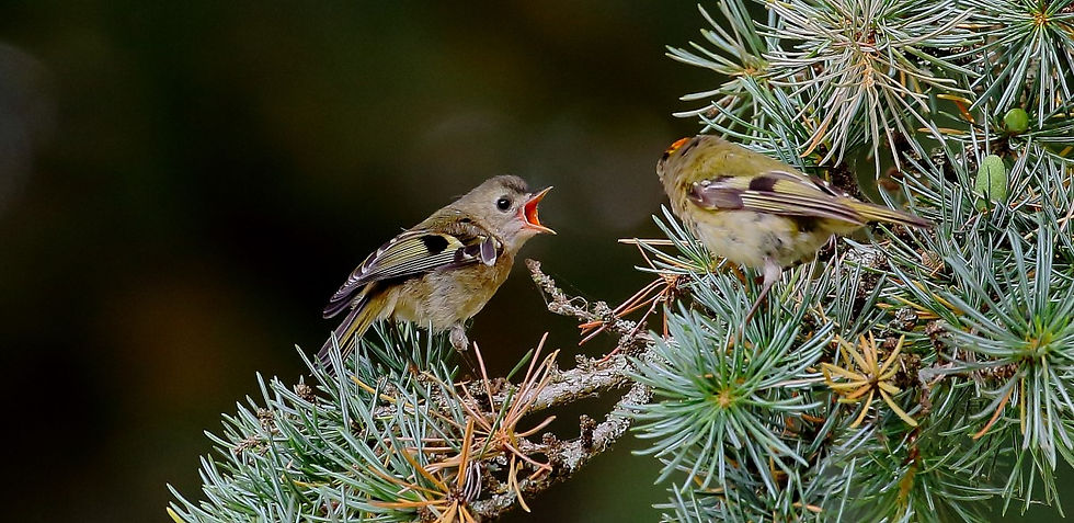 Goldcrest August 1st Chawton
