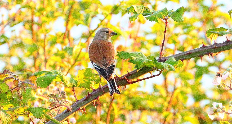 Male Linnet 16th July 2024 Chawton Hampshire