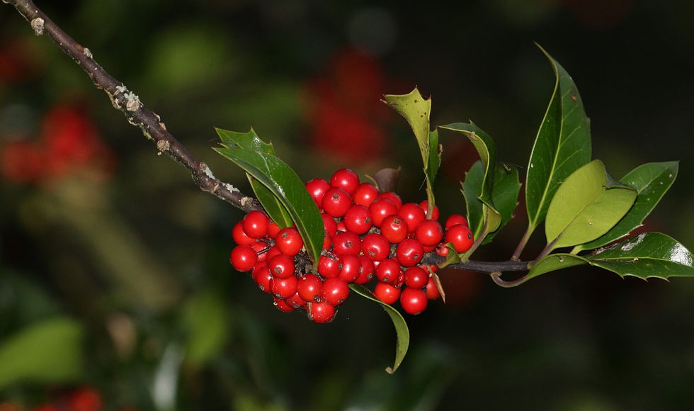 Holly Berries 2nd October 2025 Binsted Hampshire
