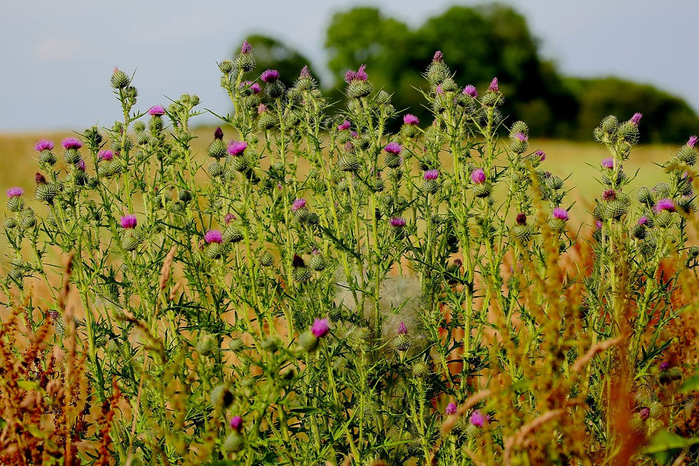 Spear Thistle July 15th Chawton