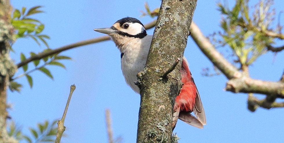Great Spotted Woodpecker 19th April 2025 Chawton Hampshire