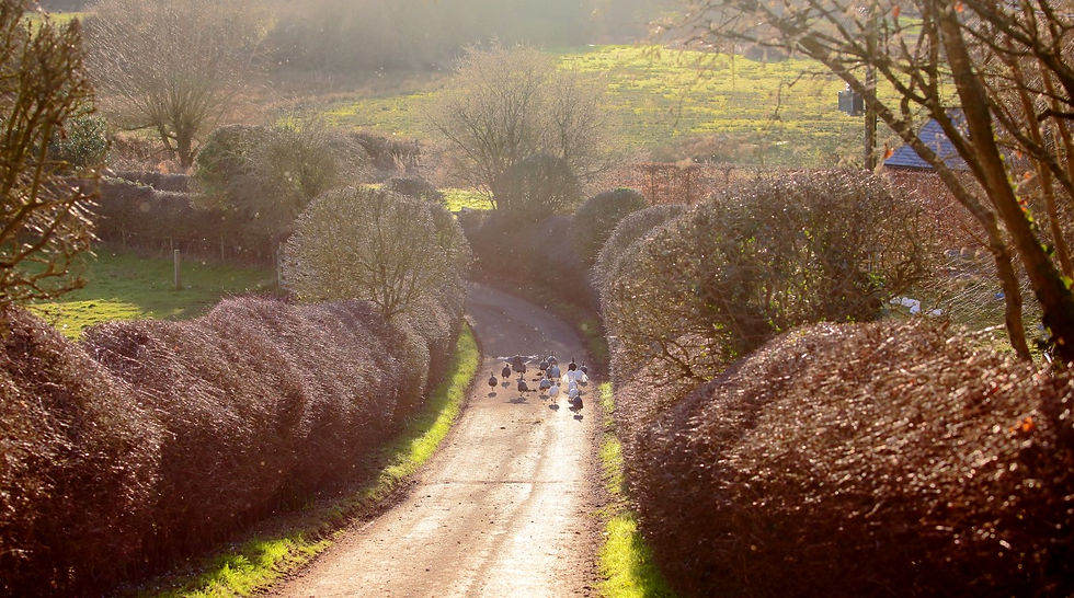 Isington Views 27th January 2022 Hampshire