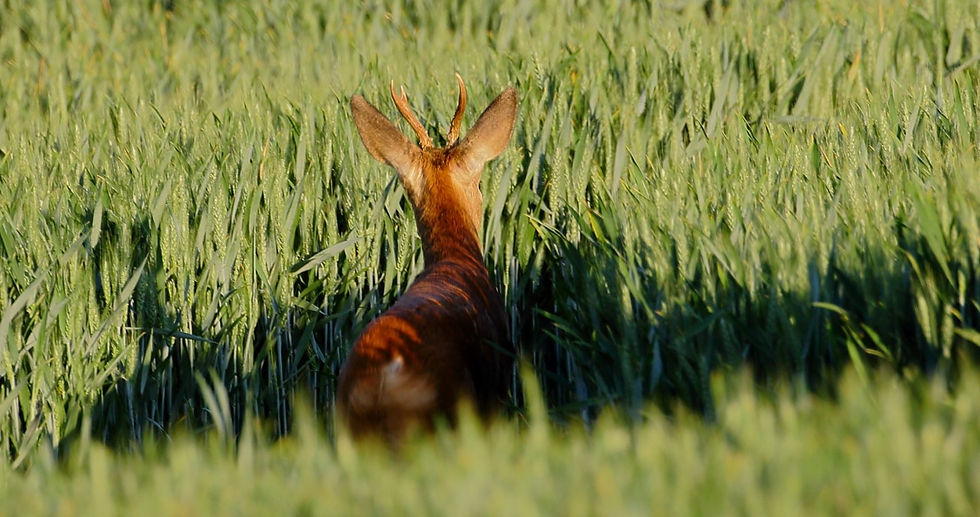 (Male) Roe Deer 1st June 2020 Chawton Hampshire