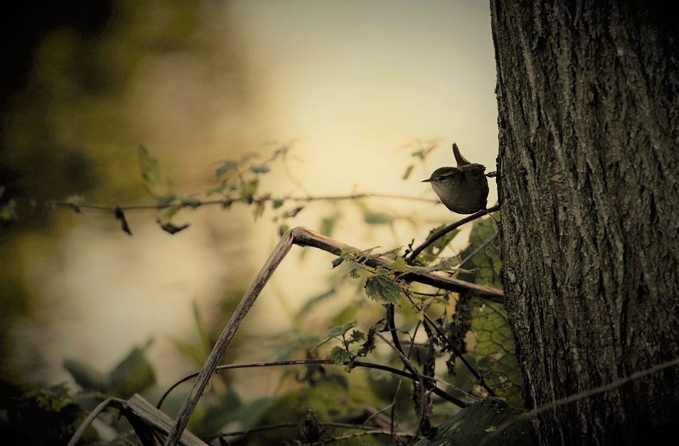Wren in Silhouette 9th January 2022 Chawton