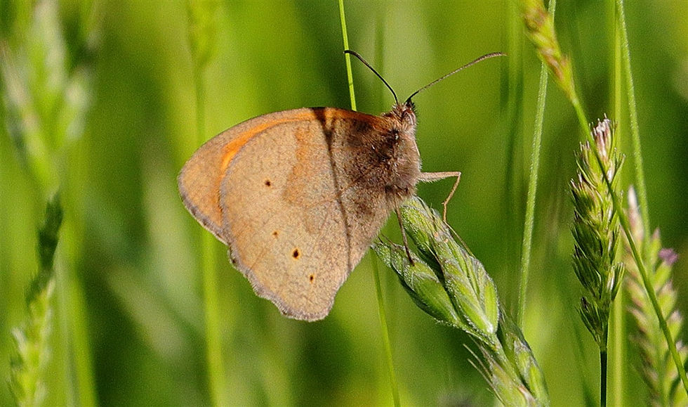 Meadow Brown Butterfly 13th June 2026 Chawton Hampshire