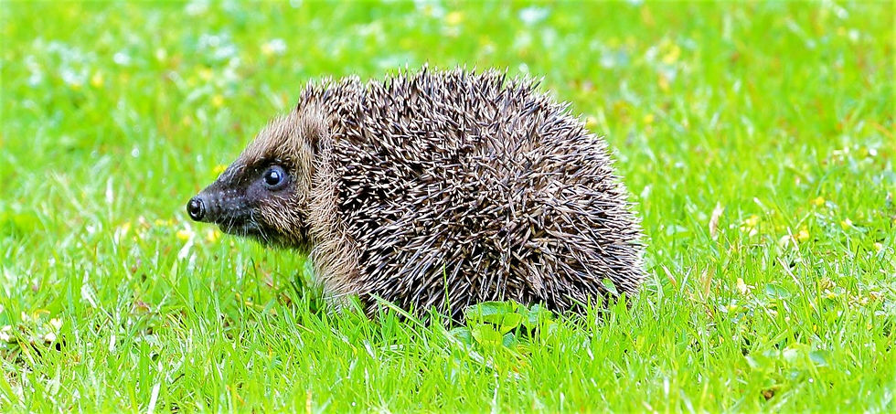 Hedgehog 8th July 2020 Chawton Hampshire