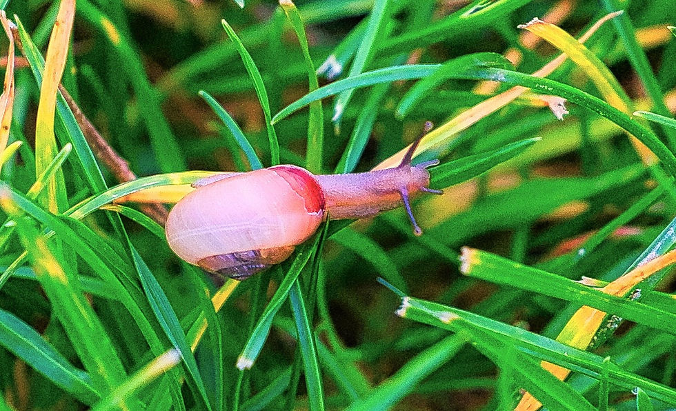 Smooth Glass Snail ( Aegopinella nitidula) 3rd October 2020 Chawton Hampshire