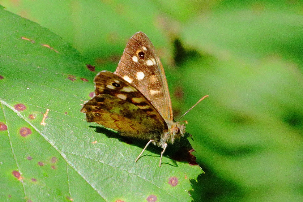 Speckled Wood Butterfly 1st September Kingsley Hampshire