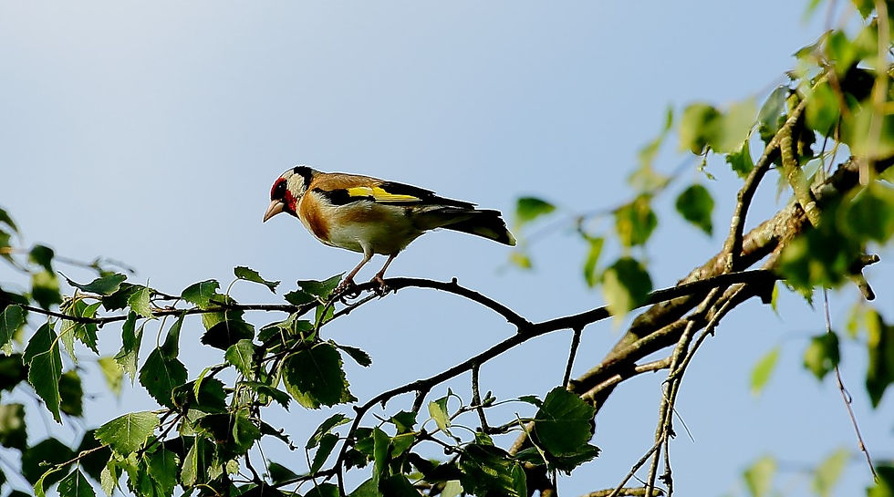 Goldfinch July 14th Chawton