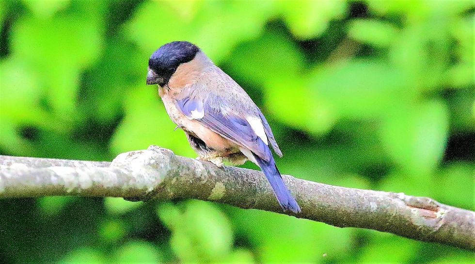 Female Juvenile Bulfinch 18th July 2022 Chawton Hampshire