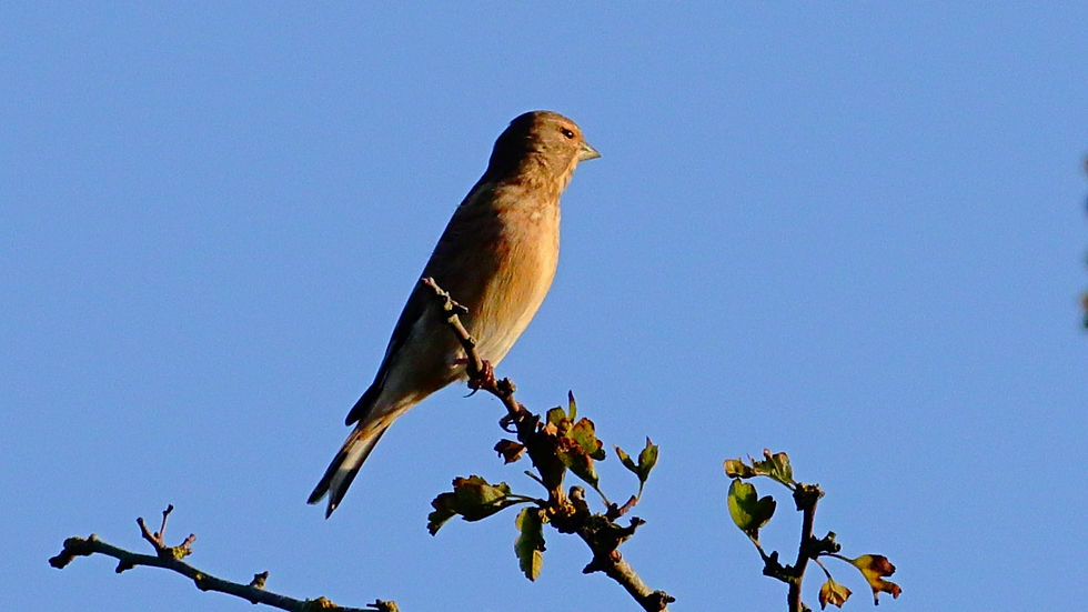 Linnet 6thOctober 2025 Chawton Hampshire