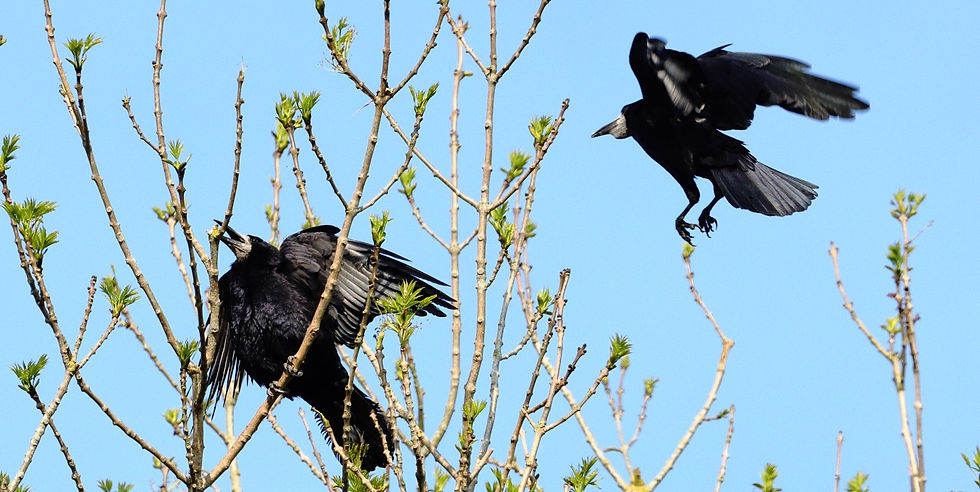 Pair of Rooks 19th April 2025 Chawton Hampshire