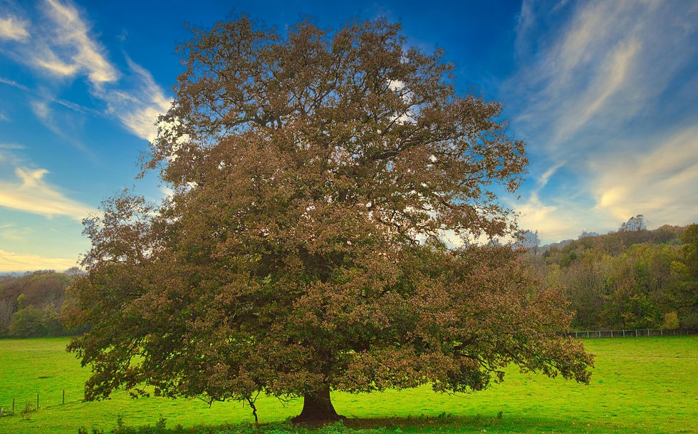 Sessile Oak, (Quercus petraea) 20th October 2020 Chawton Hampshire