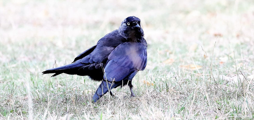 Jackdaw 1st September 2022 Chawton Hampshire