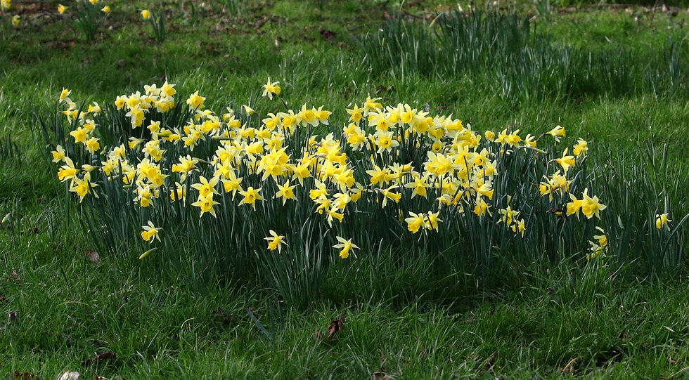 Daffodils 5th March 2026 Chawton Hampshire