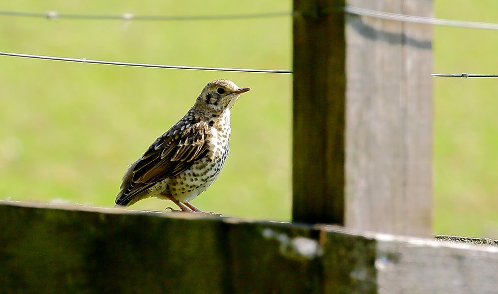 Mistle Thrush March 20th Chawton