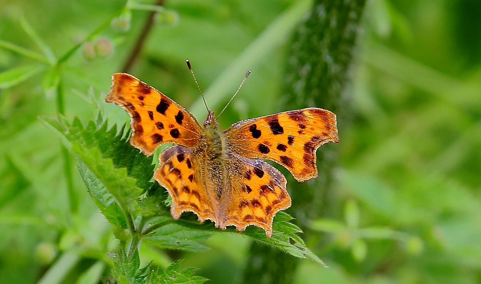 Comma July 3rd Chawton