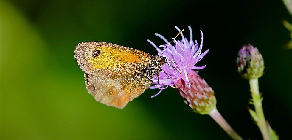 Gatekeeper August 7th Isington