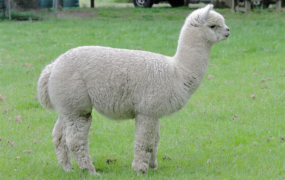 Alpaca 6th May 2026 Kingsley Hampshire