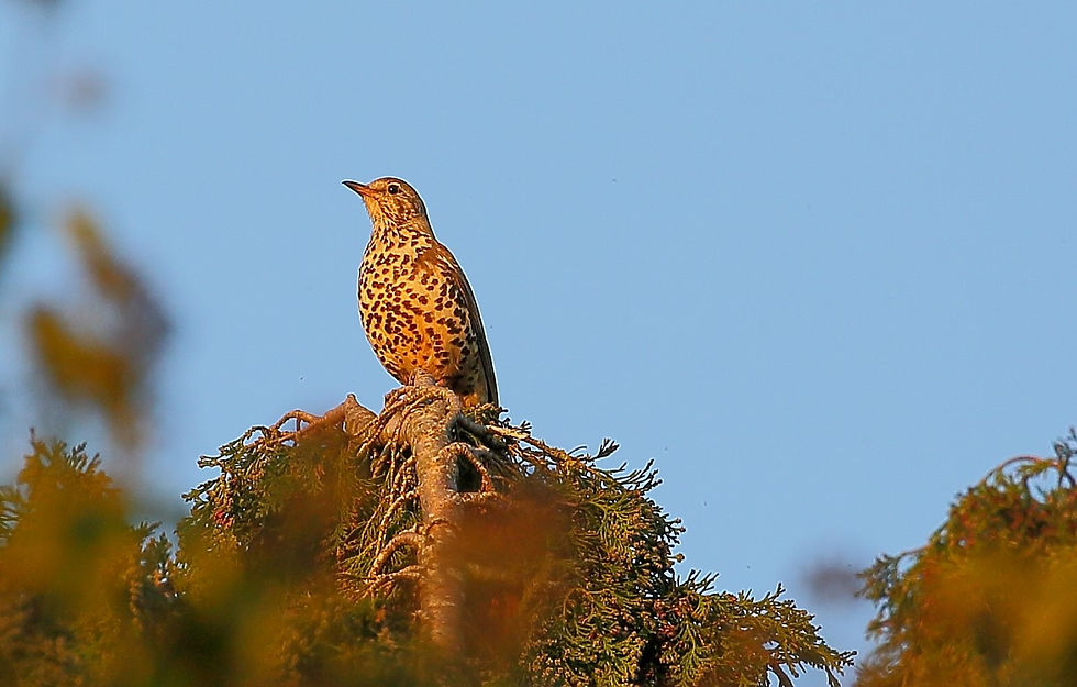 Mistle Thrush February 28th Binsted