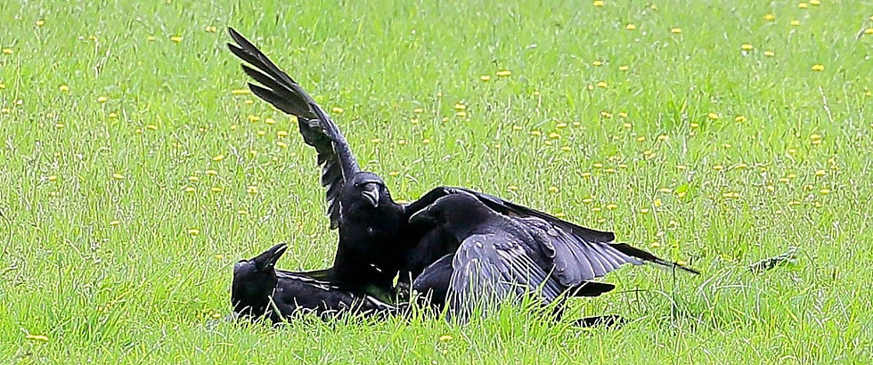 Fighting Carrion Crows July 2nd