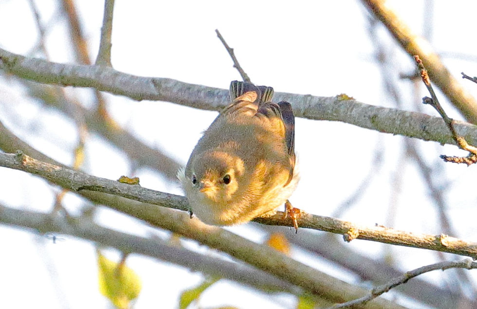 Willow Warbler 23rd June 2023 Chawton Hampshire