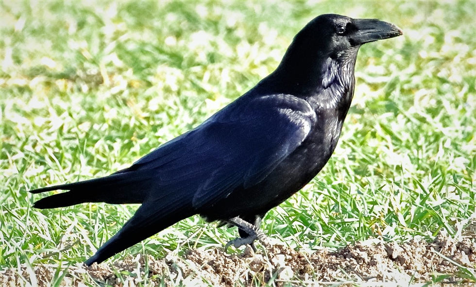 Raven 19th February 2023 Chawton Hampshire