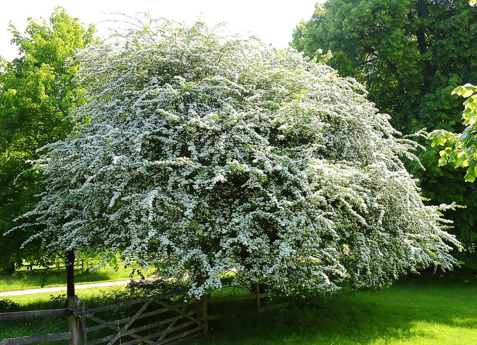 May 2018 Chawton Hampshire