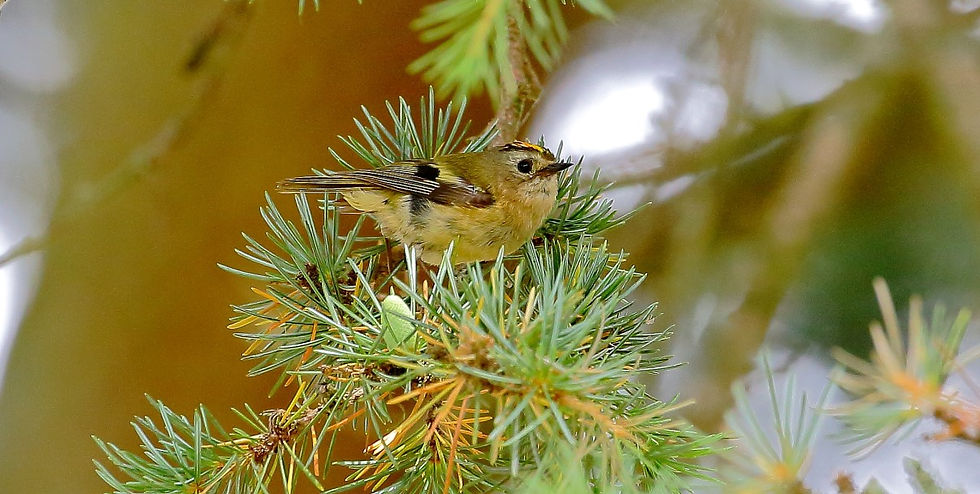 Goldcrest August 1st Chawton